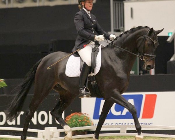 Dressurpferd Soebakkehus Mia Bella (Dänisches Warmblut, 2007, von Don Schufro)