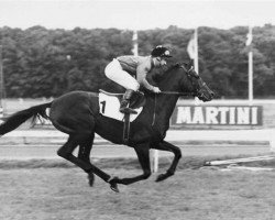 stallion Anatas xx (Thoroughbred, 1980, from Priamos xx)