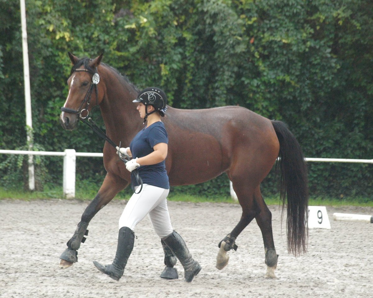 dressage horse Why not Santana (Little German Riding Horse, 2011, from Senna 14)
