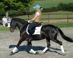 Pferd Power Lady (Deutsches Reitpony, 1994, von Power Man)