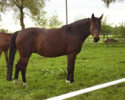 broodmare Florentina 50 (Oldenburg, 2001, from Coriolan)