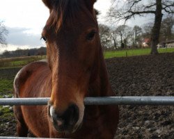 Pferd Souris (Souri) (Polnisches Warmblut, 2002, von Karnalit)