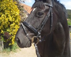 dressage horse Heavens Hughin (Oldenburg, 2007, from His Highness)