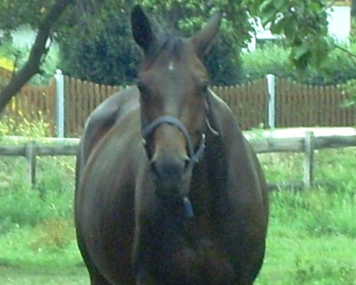 Zuchtstute Raphael's Stern (Hannoveraner, 2002, von Raphael)