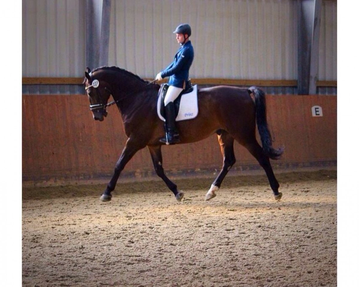 dressage horse Prinz 1301 (unknown, 2008)