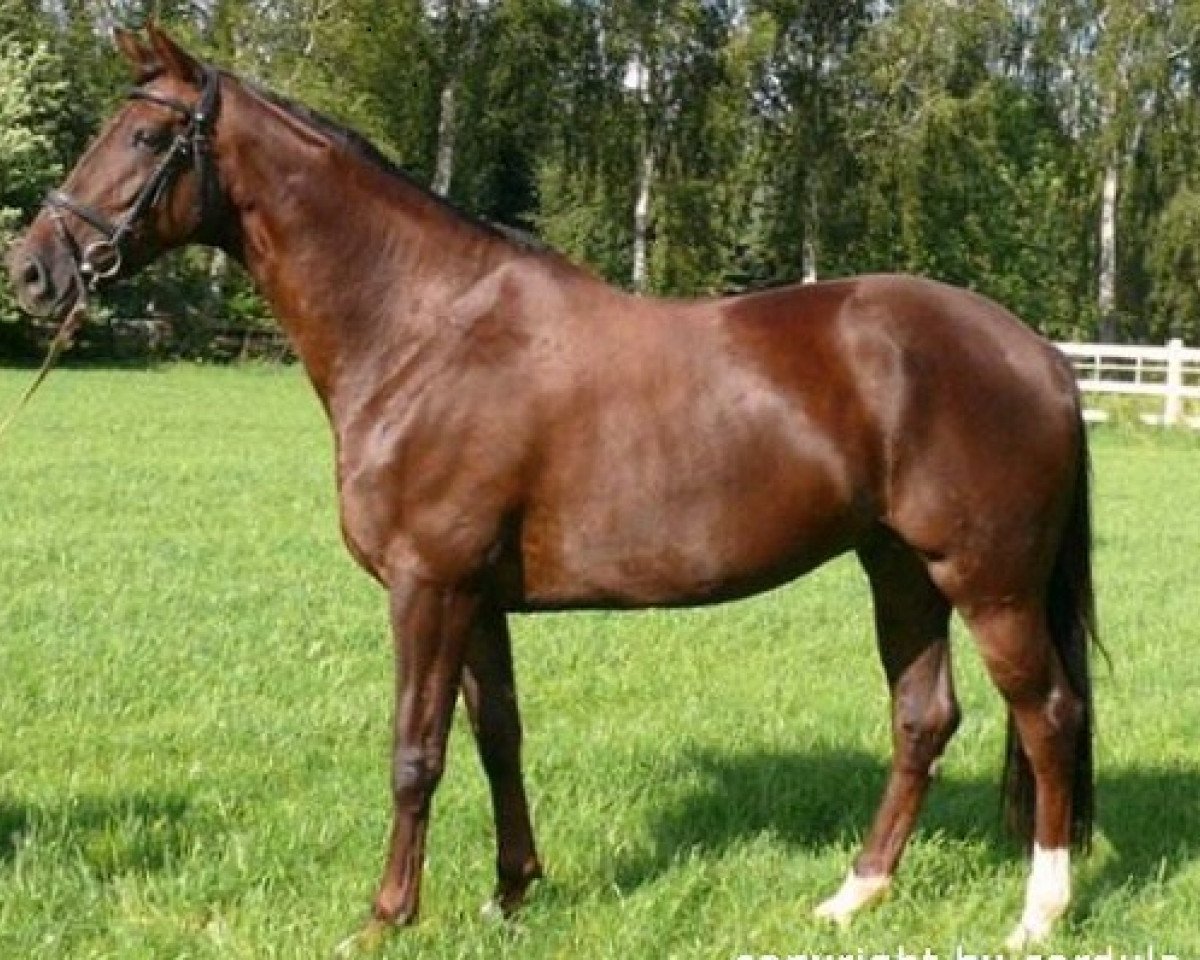 broodmare Donna Rubina (Hanoverian, 2004, from Don Schufro)