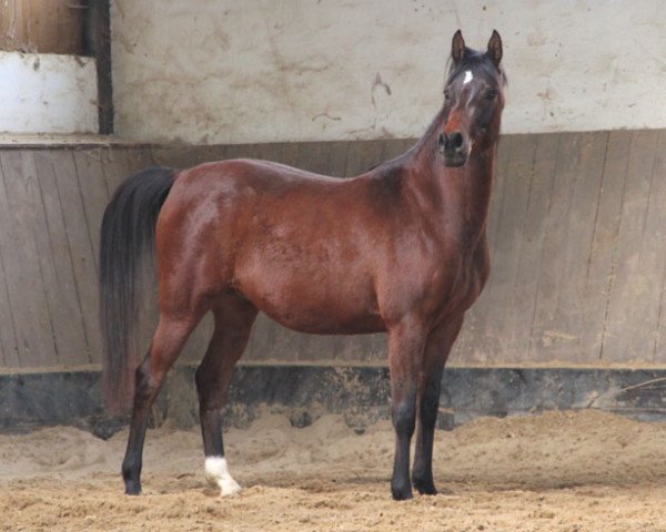 Pferd Procent (Vollblutaraber, 2011, von Ekstern 1994 ox)