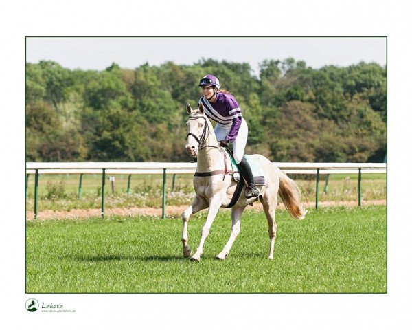 horse Emet (Akhal-Teke, 2011, from Prett)