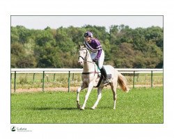 horse Emet (Akhal-Teke, 2011, from Prett)