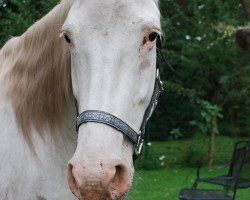 broodmare Bijou (Knabstrupper, 2004, from PrH Baron aus der schützenden Hand)