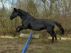 broodmare Robina 42 (Oldenburg, 2003, from Rubin Royal OLD)