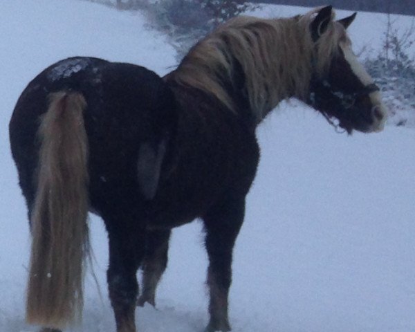 broodmare Wendy (Black Forest Horse, 1996, from Wido)