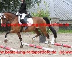 Pferd Kimberley 78 (Welsh Partbred, 2000, von Bjirmen's Wytse)