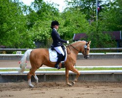 dressage horse Merrie 18 (German Riding Pony, 2008, from Mangold)