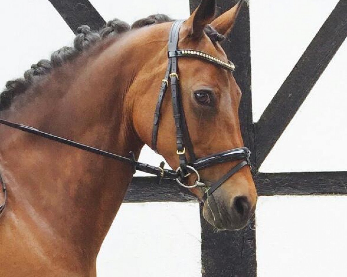 Zuchtstute Choco que linda (Deutsches Reitpony, 2002, von Chantre B)