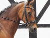 broodmare Choco que linda (German Riding Pony, 2002, from Chantre B)