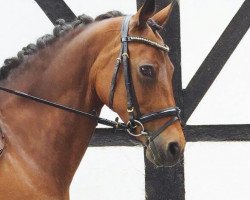 broodmare Choco que linda (German Riding Pony, 2002, from Chantre B)