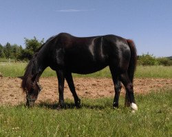 horse Annie Get Your Gun (German Riding Pony, 2006, from Bodo)