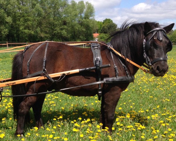 horse Balou (Shetland Pony, 2010)