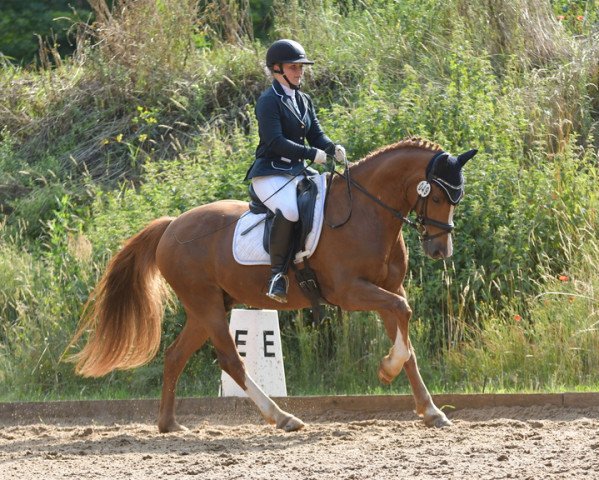 jumper Bushido WE (German Riding Pony, 2011, from Brynera Barny)