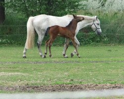 Springpferd Rocsana (Holsteiner, 2001, von Lansing)