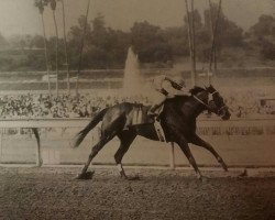 stallion Prince Dantan xx (Thoroughbred, 1970, from Graustark xx)