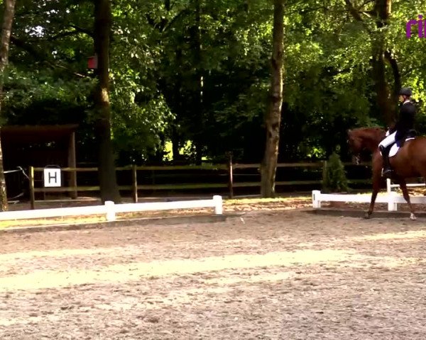 Reitturnier Heiden 2020
