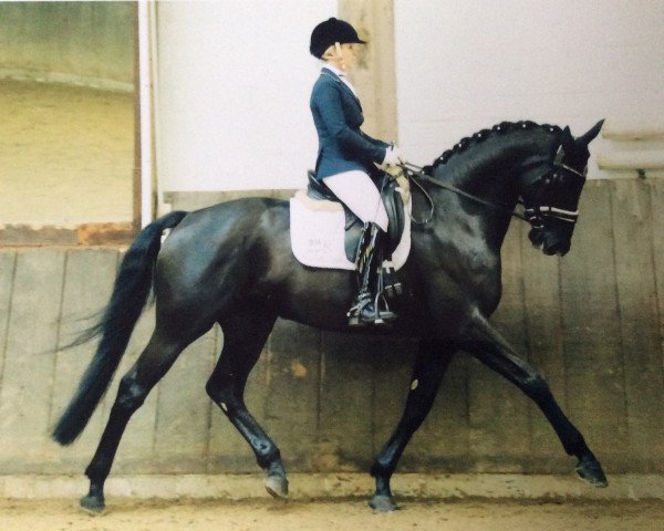 dressage horse Special Royal (KWPN (Royal Dutch Sporthorse), 2008, from Special D)