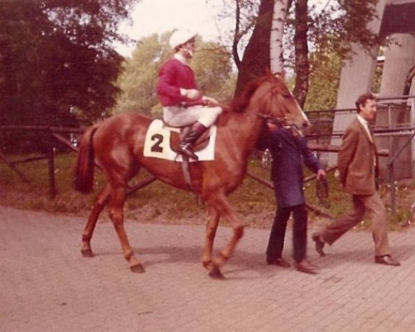 Pferd Africa Addido xx (Englisches Vollblut, 1967, von African Drum xx)