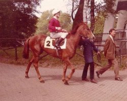 horse Africa Addido xx (Thoroughbred, 1967, from African Drum xx)