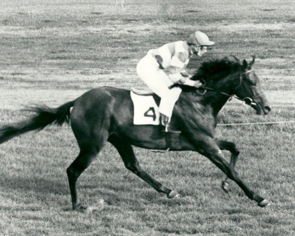 broodmare Abisag xx (Thoroughbred, 1961, from Maigraf xx)