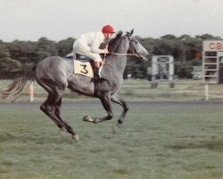 horse Abgars Bonny Boy xx (Thoroughbred, 1965, from Abgar xx)