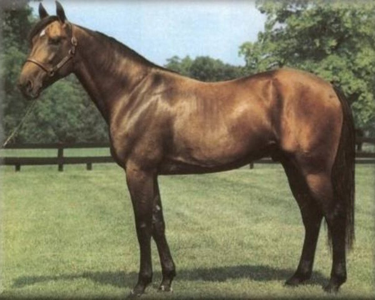 stallion Armbro Goal 967DL (US) (American Trotter, 1985, from Speedy Crown 9498H (US))