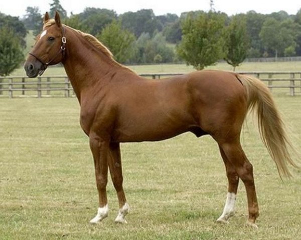 horse Defi d'Aunou (FR) (French Trotter, 1991, from Armbro Goal 967DL (US))