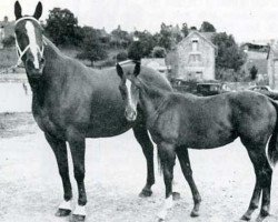 broodmare Enchantee (Selle Français, 1948, from Mon Beguin)