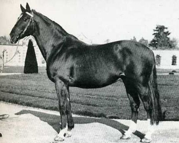 stallion Joli Coeur (Selle Français, 1953, from Rantzau xx)