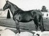 stallion Joli Coeur (Selle Français, 1953, from Rantzau xx)