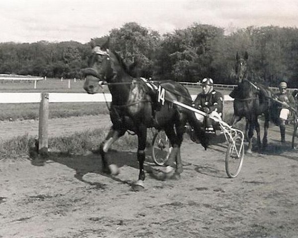 stallion Quarteron II (FR) (French Trotter,  )