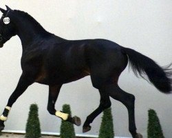 dressage horse Scaramouche 40 (Oldenburg, 2013, from Schwarzgold)