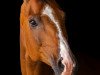 dressage horse King Krümel (Oldenburg, 2005, from Sir Donnerhall I)