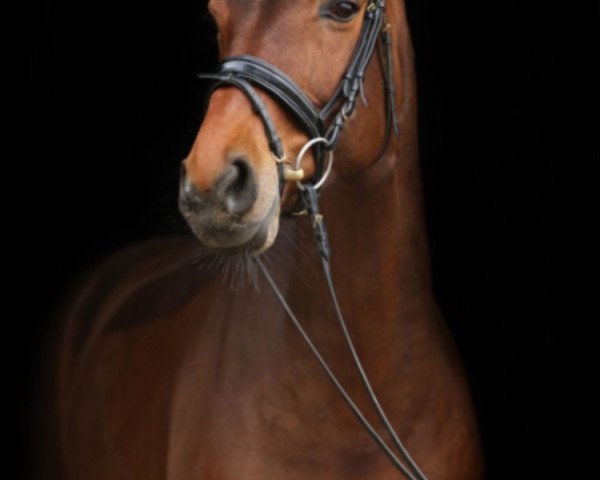 broodmare Cheyenne W (German Sport Horse, 2003, from Festival Westfalia)