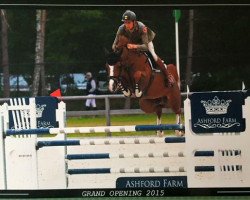 jumper Carly (KWPN (Royal Dutch Sporthorse), 2007, from Tangelo van de Zuuthoeve)