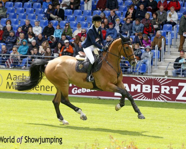 jumper Clinton (Royal Warmblood Studbook of the Netherlands (KWPN), 2007, from Cantos)