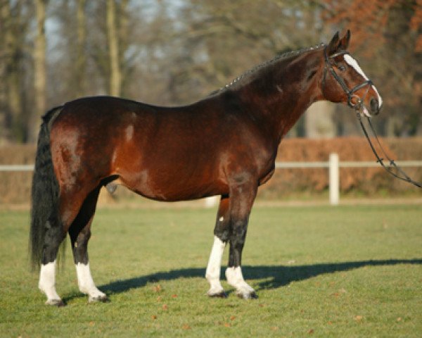 stallion Loredo (Holsteiner, 1986, from Lord)