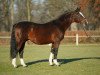 stallion Loredo (Holsteiner, 1986, from Lord)