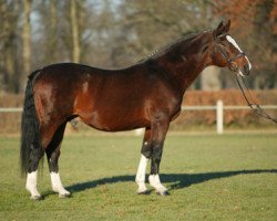 stallion Loredo (Holsteiner, 1986, from Lord)