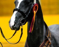 stallion New Star 8 (German Riding Pony, 2010, from Speyksbosch Nelson)