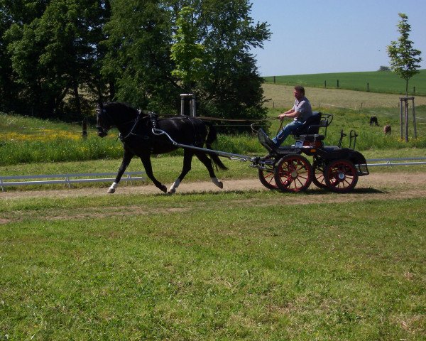 broodmare Erle (Sachs-door. Heavy Warmbl., 2002, from Gerling)