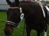 dressage horse Dhubai (Hanoverian, 2008, from Don Frederico)