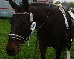 dressage horse Dhubai (Hanoverian, 2008, from Don Frederico)